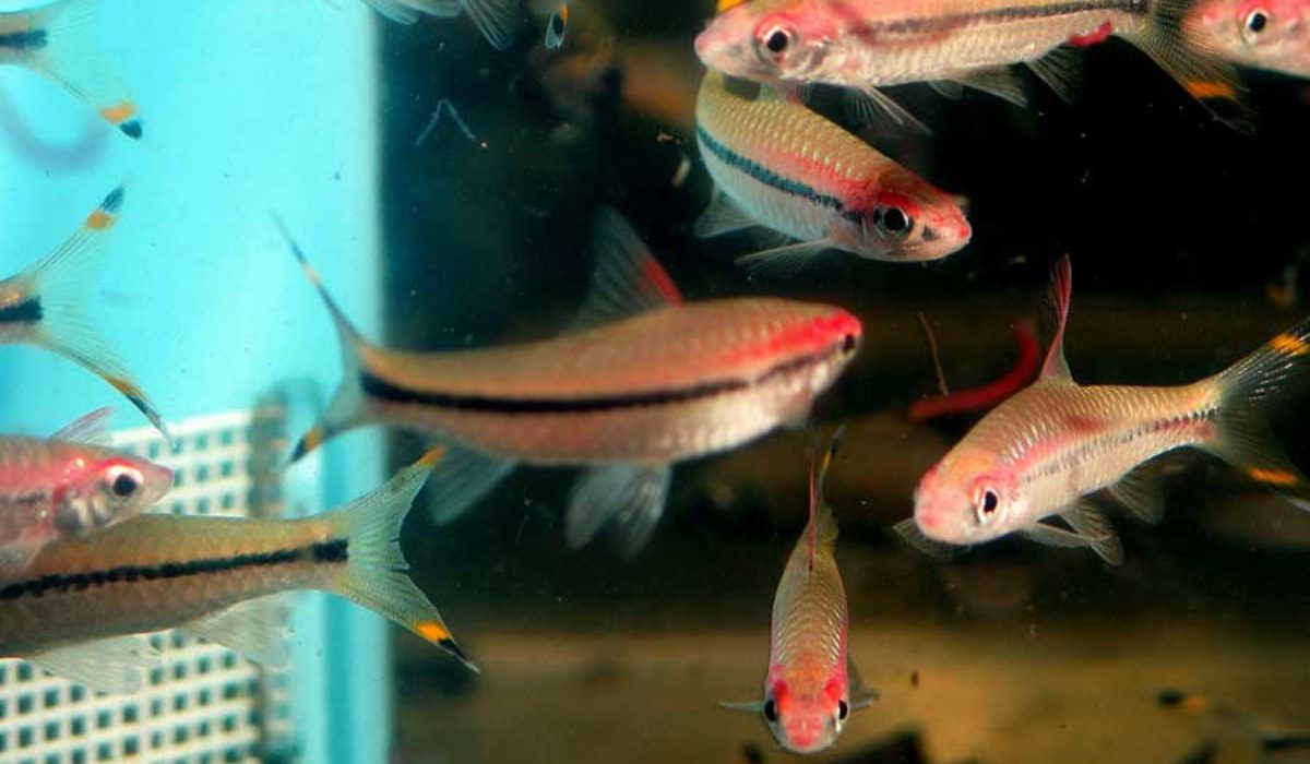Multiple Denison Barb fish