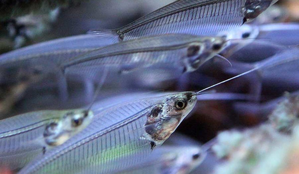 Large school of Glass Catfish