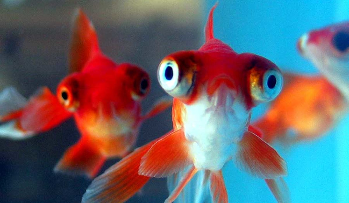 2 Telescope Oranda Goldfish