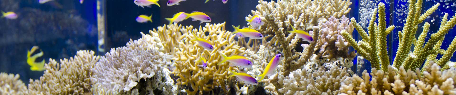 Large aquarium with various types of coral and fish