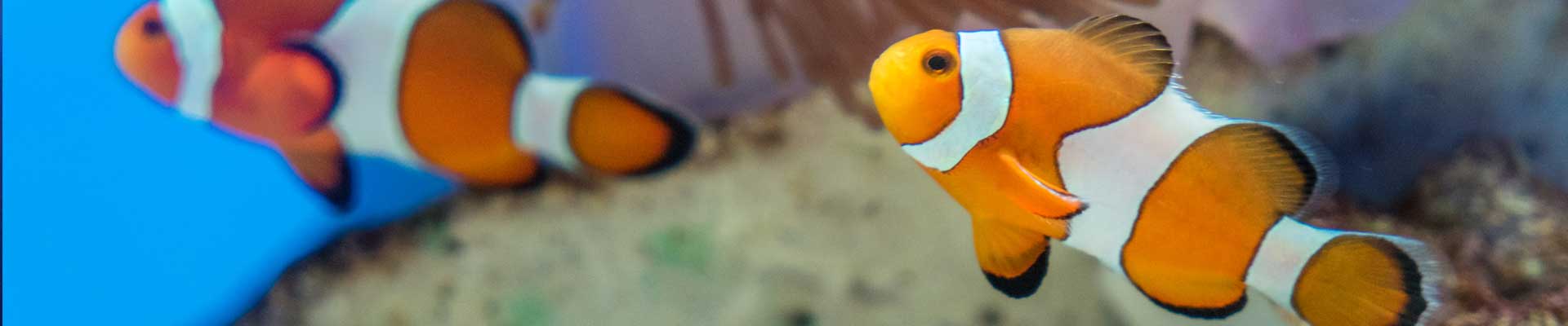 Two clownfish in tank