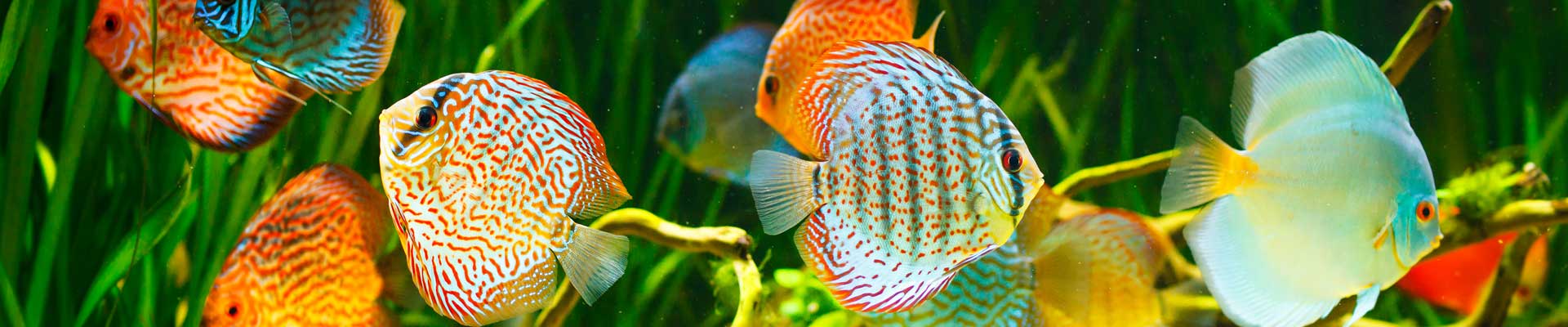 School of assorted Discus fish