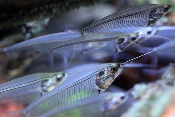 School of Glass Catfish