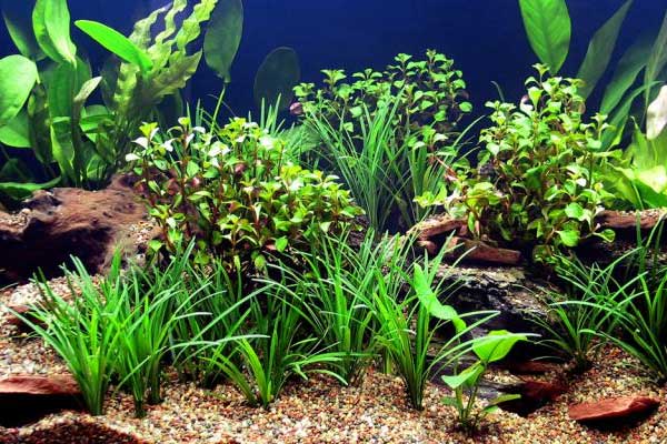 Large aquarium full of aquatic plants