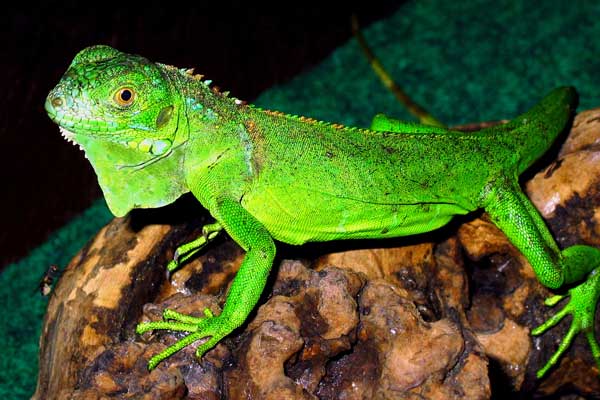 Large Green Iguana sitting on log