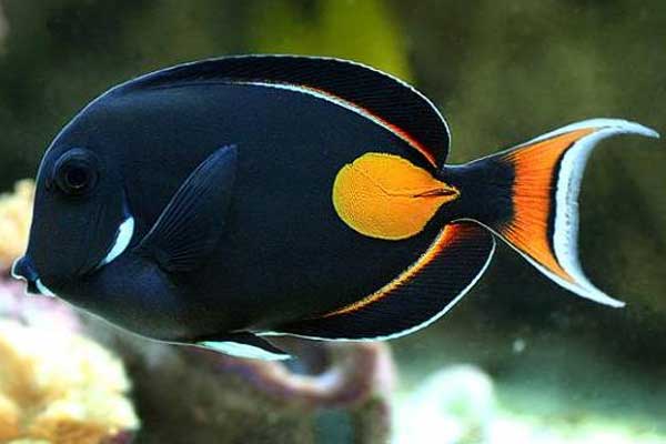 Large Achilles Tang fish