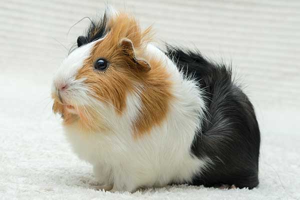 Multicolored guinea pig on rug