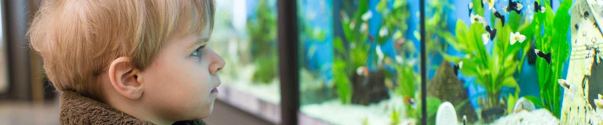 Toddler boy looking at aquarium full of fish