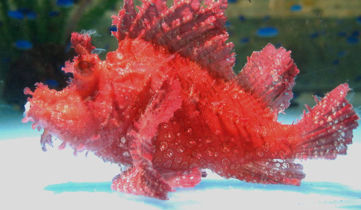 Large red Rhinopias Scorpionfish