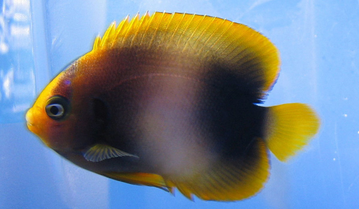 One large Angelfish in tank