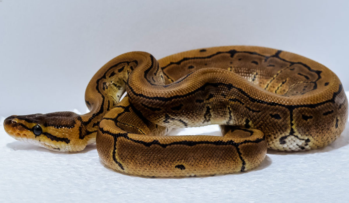 Black and brown Ball Python