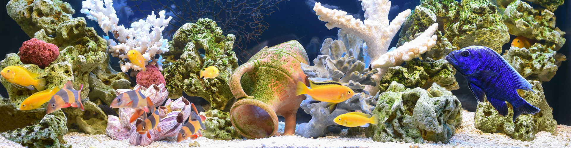 Aquarium with freshwater fish, and various types of aquatic plants and coral