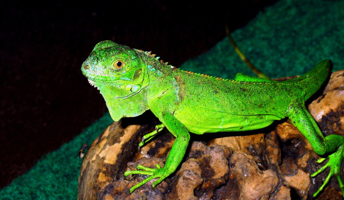 Green Iguana sitting on a log