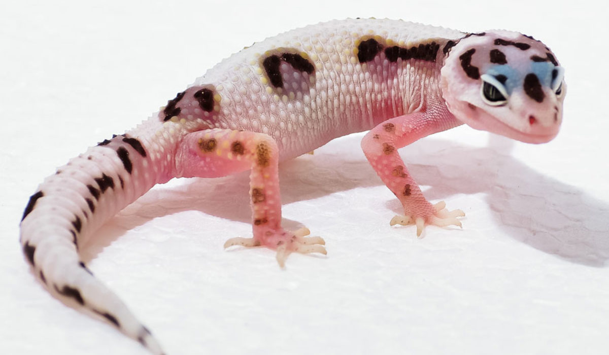 Leopard Gecko with spots
