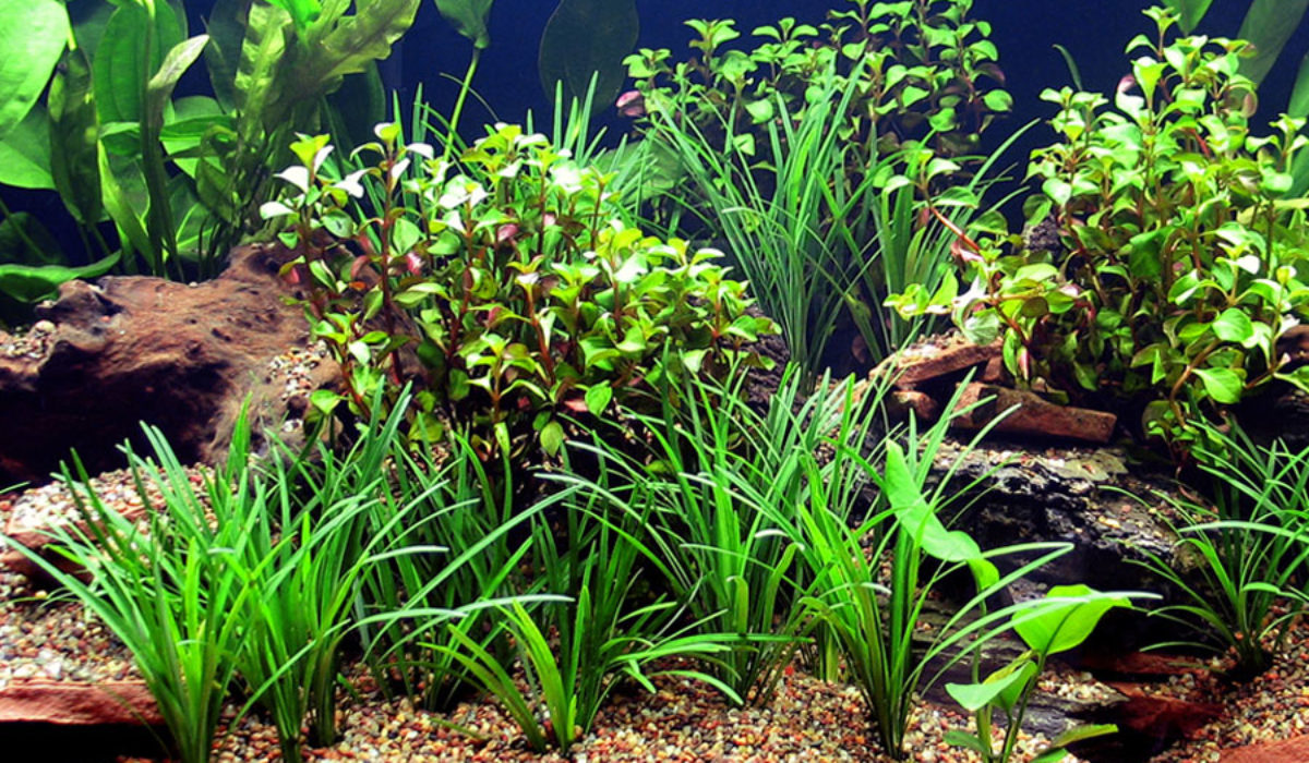 Large aquarium filled with a variety of aquatic plants and pebbles