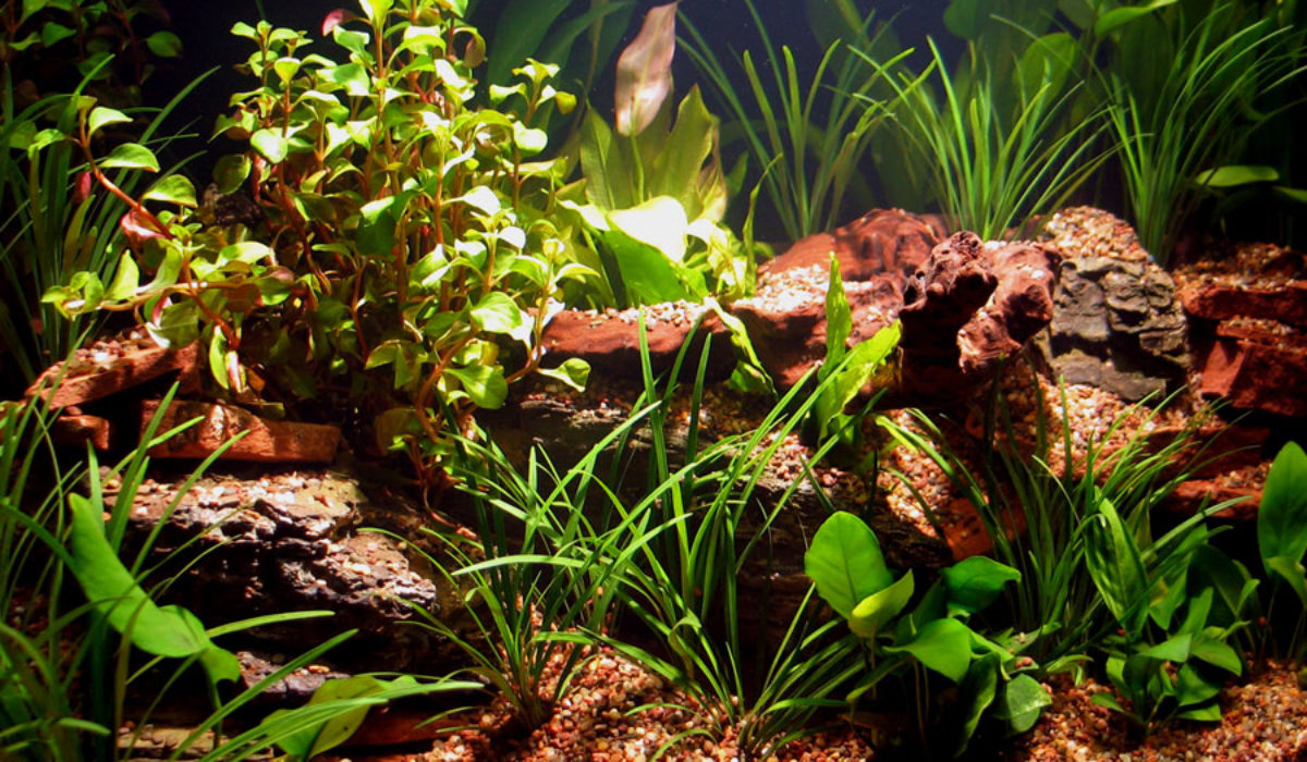 A variety of aquatic plants species inside an aquarium