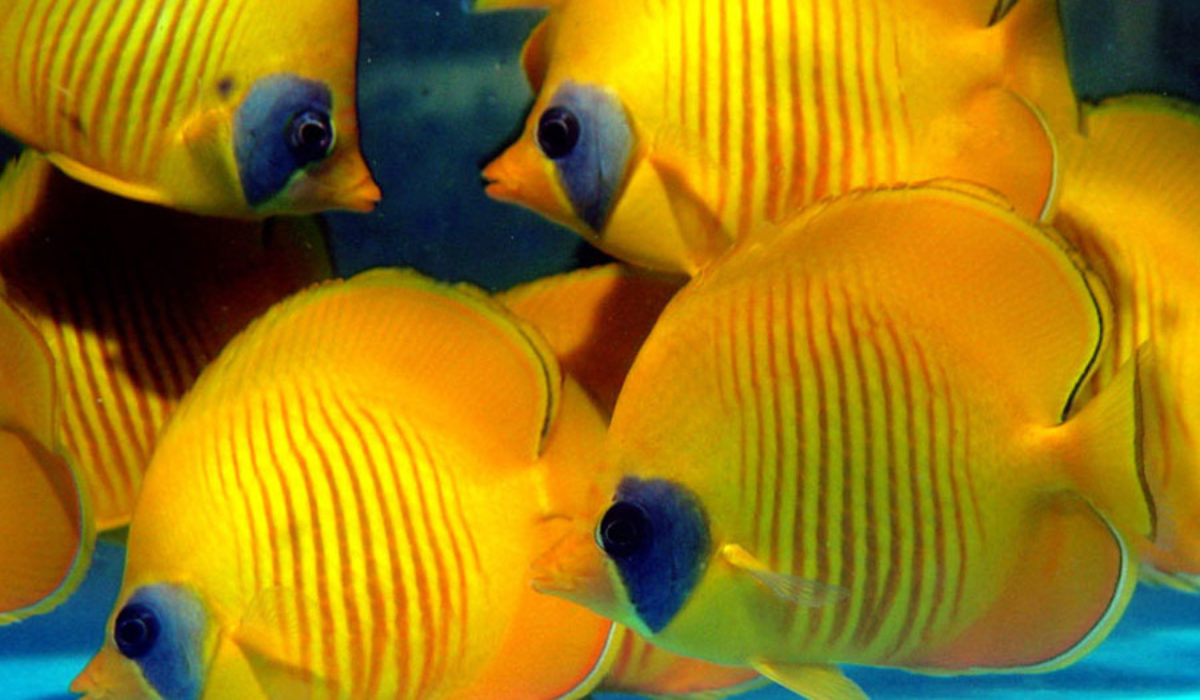 Small school of Golden Semilarvatus Butterflyfish