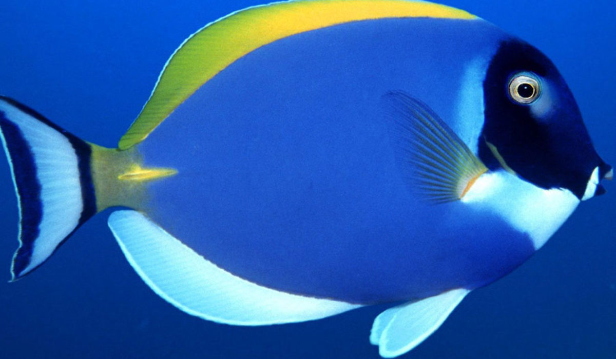 One large Powder Blue Tang saltwater fish