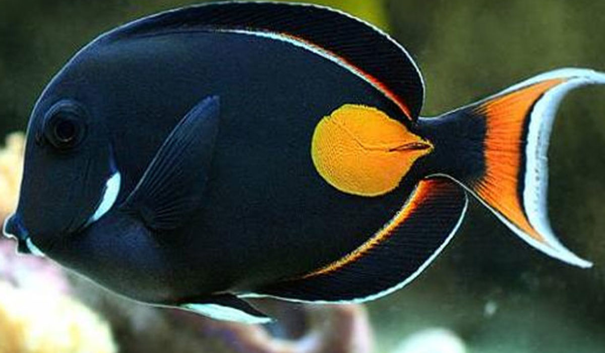 Large black, orange and white Achilles Tang