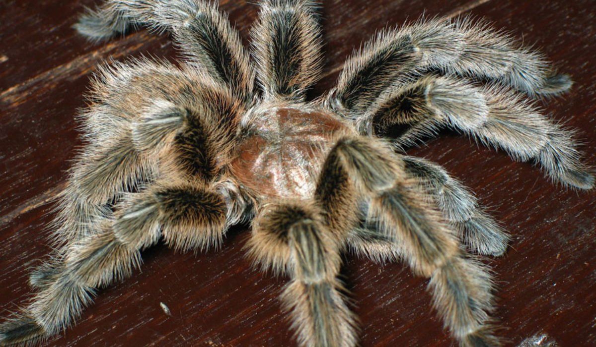 Fuzzy Tarantula on tabletop