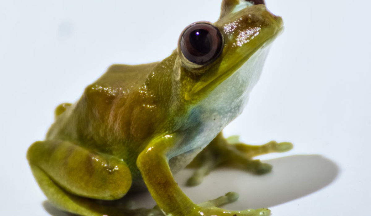 Green Tree Frog with big eyes