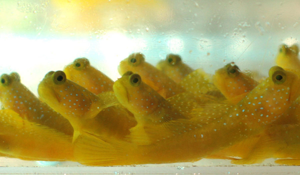 Several Yellow Prawn Goby on bottom of tank